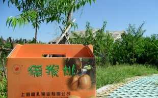 板扎果业猕猴桃（奇异果）8斤装大型果 营养与美味的完美结合